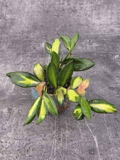 Hoya Burtoniae mini