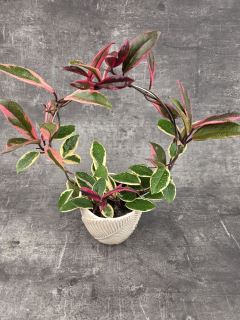 Hoya Flamingo Dream na kruhu