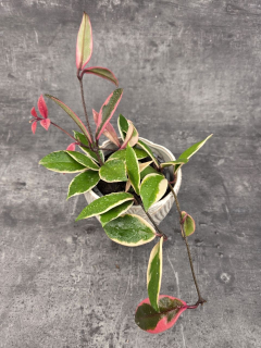 Hoya Flamingo Dream 12 cm