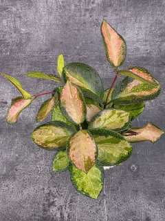 Hoya Australis Trikolor 12 cm