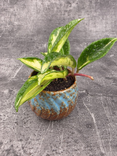 Hoya Carnosa Tricolor mini