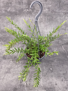 Hoya Engleriana závěs