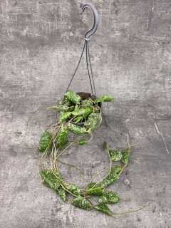 Hoya Imbricata