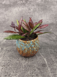 Hoya Red Maroon mini