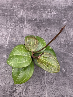 Hoya Sarawak mini