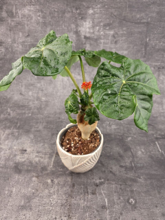 Jatropha Podagrica Orange 