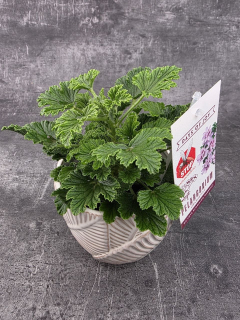 Pelargonium graveolens 'Orange Fizz'