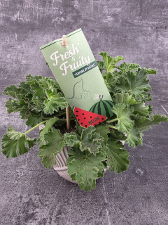 Pelargonium graveolens meloun
