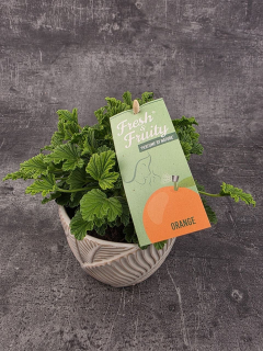 Pelargonium graveolens pomeranč