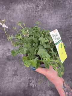 Pelargonium graveolens jablko