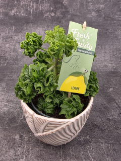 Pelargonium graveolens citron