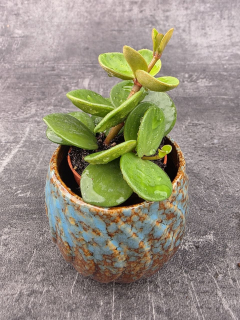 Peperomia Tetraphylla Hope mini
