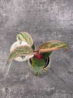 Philodendron Pink Birkini mini