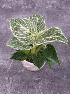 Philodendron White Measure 10 cm