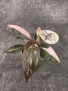 Philodendron Pink Princess marble mini