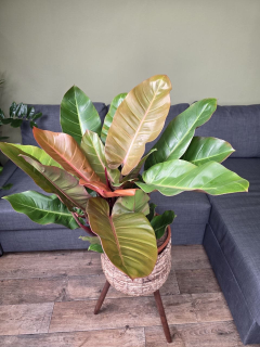 Philodendron Princ of Orange XXL