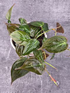 Philodendron Scandens Micans