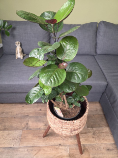 Polyscias Fabian 70 cm