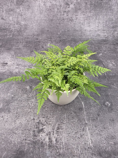 Polystichum tsus-simense 