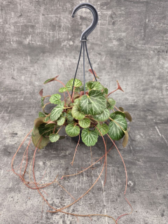 Saxifraga stolonifera závěs