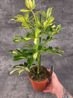 Schefflera Gerda