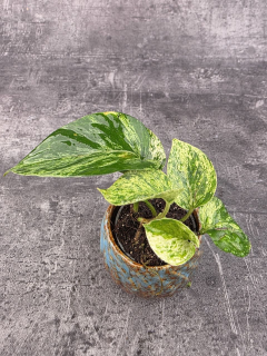 Epipremnum Marble Queen mini