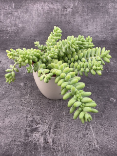 Sedum burrito