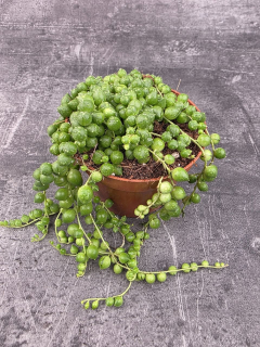 Senecio Rowleyanus 10 cm
