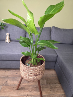 Strelitzia Nicolai XL