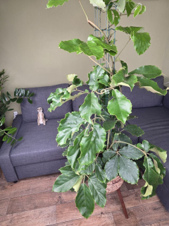 Tetrastigma voinierianum XXL