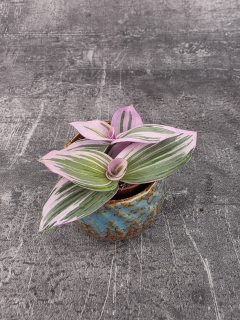 Tradescantia Albiflora Nanouk mini