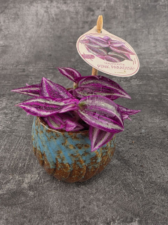 Tradescantia Fluminensi Pink Paradise mini