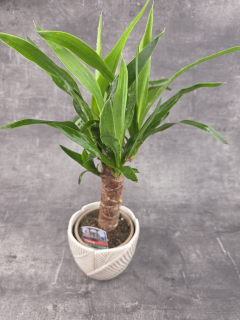 Yucca, pokojovka na hodně světla