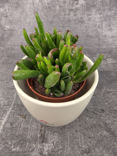 Crassula hobit 8,5 cm