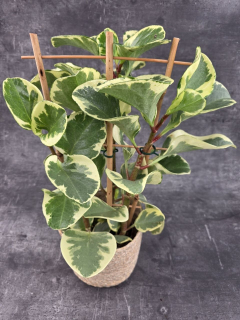 Peperomia Gold XXL