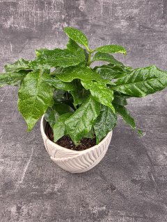 Coffea Arabica 12 cm