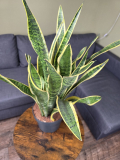 Sansevieria trifasciata 'Laurentii' XXL