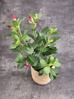 Adenium Anouk red 