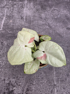 Syngonium Confetti mini