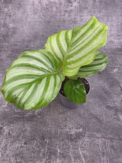 calathlea Orbifolia mini