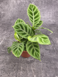 Calathea ‘Freddie’ mini
