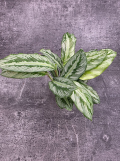 Calathea Silver Plate mini