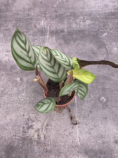 Calathea setosa ‘Grey Star’ mini