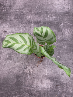 Calathea setosa ‘Compact Star’ mini