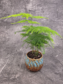 Asparagus Plumosus mini