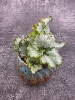 Begonia Princess of Hanover mini