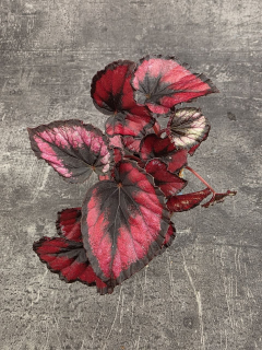 Begonia Red Kiss mini