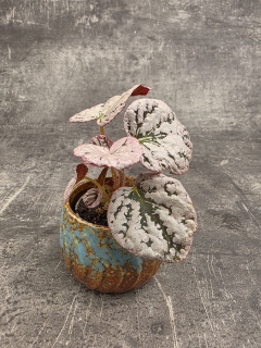 Begonia Spirit of Bali mini