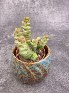 Crassula Marnieriana mini