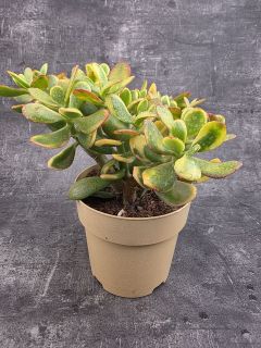 Crassula ovata variegatta XXL